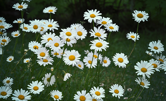 Leucanthemum vulgare